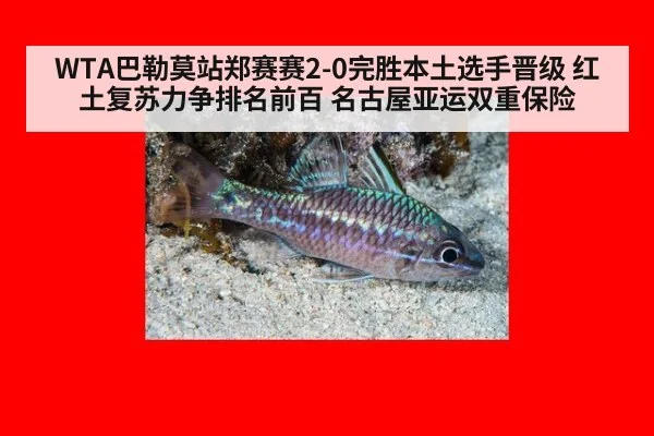WTA巴勒莫站郑赛赛2-0完胜本土选手晋级 红土复苏力争排名前百 名古屋亚运双重保险
